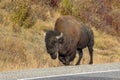 Bison walking next to the road, Alaskan Highway, Yukon, Canada