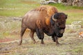 Male bison walking in Yellowstone National Park, Wyoming