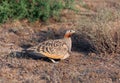 Male of Black-bellied sandgrouse, Pterocles orientalis Royalty Free Stock Photo