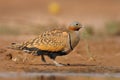 The male of Black-bellied Sandgrouse Pterocles orientalis sitting next to the desert pool to drink water from the pool in the de Royalty Free Stock Photo