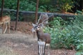 .Male Black Buck, Antelope cervicapra.& x28;Indian Antelope Royalty Free Stock Photo