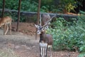 .Male Black Buck, Antelope cervicapra.& x28;Indian Antelope Royalty Free Stock Photo