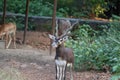 .Male Black Buck, Antelope cervicapra.& x28;Indian Antelope Royalty Free Stock Photo