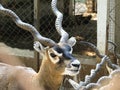 Male Black Buck Deer with Long Horns.