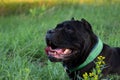 Male black cane corso with cropped ears lying in grass Royalty Free Stock Photo
