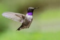 Black-Chinned Hummingbird with Throat Aglow While Hovering in Flight