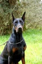 Male black dobermann sitting