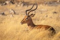 A male black-faced impala ( Aepyceros Melampus petersi) lying down in beautiful light, Etosha National Park, Namibia. Royalty Free Stock Photo