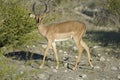 Male black-faced impala, facing camera, Etosha