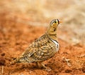 The male Black-faced Sandgrouse Royalty Free Stock Photo
