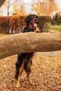 Male black and gold Hovie dog leaning on a tree with its paws Royalty Free Stock Photo