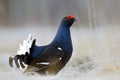 Male of a Black Grouse at Lek. Early morning at sunset