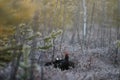 Male Black Grouse at swamp courting place at dawn