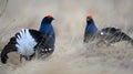 Male of a Black Grouses at Lek. Early morning at sunrise. Royalty Free Stock Photo