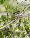 Male Black-headed Apalis Warbler fluttering