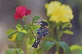 Male Black Headed Grosbeak, Heucticus melanocephalus, on rose bush Royalty Free Stock Photo