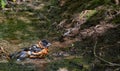 Male Black-headed Grosbeak, Pheucticus melanocephalus, bathing Royalty Free Stock Photo