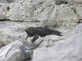 Male black iguana on a reefs Royalty Free Stock Photo