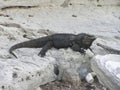 Male black iguana on a reefs Royalty Free Stock Photo
