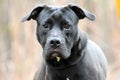 Male Black Labrador Retriever and Pitbull mix dog. Dog rescue pet adoption photography for humane society animal control shelter