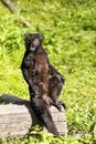 Male Black lemur, Eulemur m. macaco Royalty Free Stock Photo