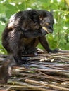 male Black Lemur, Eulemur m. Macaco, sits on a branch and eats fruit