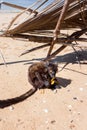 Male Black lemur Eulemur macaco climbing on a wooden log eating a banana, Madagascar Royalty Free Stock Photo