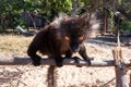 Male Black lemur Eulemur macaco climbing on a wooden log eating a banana, Madagascar Royalty Free Stock Photo