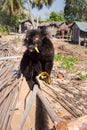 Male Black lemur Eulemur macaco climbing on a wooden log eating a banana, Madagascar Royalty Free Stock Photo