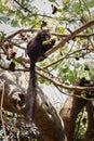 Male Black lemur Eulemur macaco sitting eating a banana, Madagascar Royalty Free Stock Photo