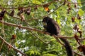 Male Black lemur Eulemur macaco sitting eating a banana, Madagascar Royalty Free Stock Photo