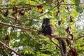 Male Black lemur Eulemur macaco sitting eating a banana, Madagascar