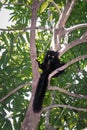 Male Black lemur Eulemur macaco sitting in a tree eating a banana, Madagascar Royalty Free Stock Photo