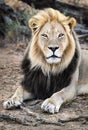 Male black maned Lion portrait close-up highly focused making eye contact with long hair. Panthera leo, Kgalagadi Park Royalty Free Stock Photo
