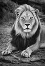 Male black maned lion portrait close-up in black and white