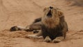 Male black-maned lion roars in Kgalagadi Transfrontier Park, Botswana, Africa