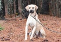 Male Black Mouth Cur hound mix dog outside on a leash