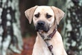Male Black Mouth Cur hound mix dog sitting down outside on a leash Royalty Free Stock Photo