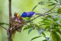 Male Black-naped monarch Royalty Free Stock Photo