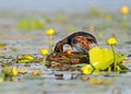 Male black necked grebe in breeding plumage rotate eggs in their nest. Royalty Free Stock Photo