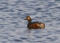 Male Black-necked grebe (Podiceps nigricollis) Royalty Free Stock Photo