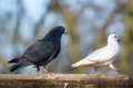 Male black pigeon courting female white pigeon. Dove`s behavior during loving courtship. Love is in the air Royalty Free Stock Photo