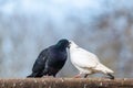 Male black pigeon courting female white pigeon. Dove`s behavior during loving courtship. Love is in the air Royalty Free Stock Photo