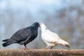 Male black pigeon courting female white pigeon. Dove`s behavior during loving courtship. Love is in the air Royalty Free Stock Photo