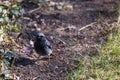 Male Black redstart bird Phoenicurus ochruros