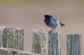 Male Black Redstart perched on an aged wooden fence with clean background Royalty Free Stock Photo