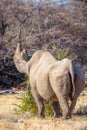 A male black rhino ( Diceros Bicornis) eating from a bush, Etosha National Park, Namibia. Royalty Free Stock Photo