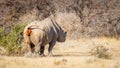 A male black rhino ( Diceros Bicornis) pooping, Etosha National Park, Namibia. Royalty Free Stock Photo