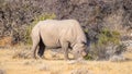 A male black rhino ( Diceros Bicornis) in the savannah, Etosha National Park, Namibia. Royalty Free Stock Photo