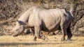 A male black rhino ( Diceros Bicornis) walking in the savannah, Etosha National Park, Namibia. Royalty Free Stock Photo